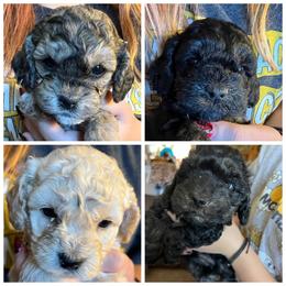 Cockapoo Puppies from Lovin Lil CutiePoos