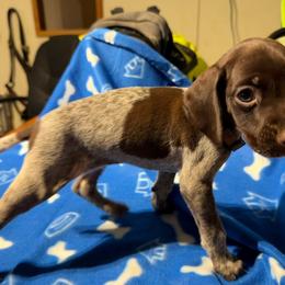Brown - Liver and white male German Shorthaired Pointer puppy in Jackson, Georgia from Rosengrace Gsps (formerly Tiner GSP’s)