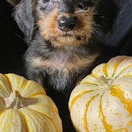 Dachshunds, Pomeranians, and Pomskies from Desert Diamond Kennels