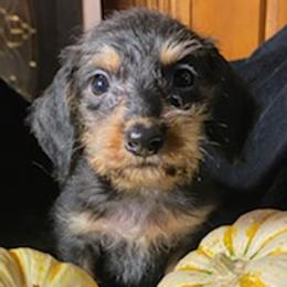 Dachshunds, Pomeranians, and Pomskies from Desert Diamond Kennels