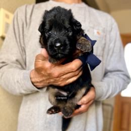 Blue collar boy - Black and red male German Shepherd puppy in Stockton, California from Zaragoza German Shepherds