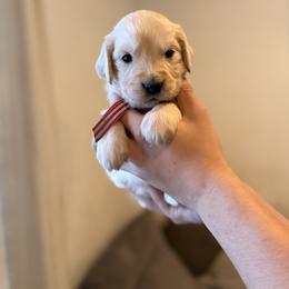 Male puppy pick 3 - Light golden male Golden Retriever puppy in Colville, Washington from Columbia Ridge Goldens
