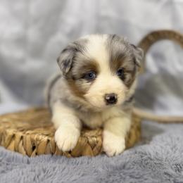 Tracey - Blue merle female Miniature American Shepherd puppy in Clinton, Missouri from Mockingbirds American Minis
