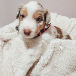 Freddie - Red merle male Australian Shepherd puppy in Auburn, Pennsylvania from Lake Daze