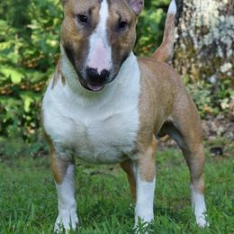 Miniature Bull Terrier Puppies from Rossi River Minibulls