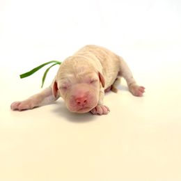 Fawn - Cream female Goldendoodle puppy in Pulaski, Tennessee from Doodle My Heart