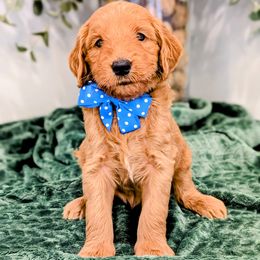 Mr. Blue - Apricot male Goldendoodle puppy in Greenwood, Louisiana from GoldenFido