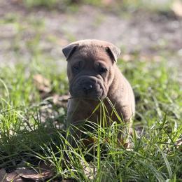 Pickles - Blue sable male Chinese Shar-Pei puppy in Lehigh Acres, Florida from Florida Wrinkles