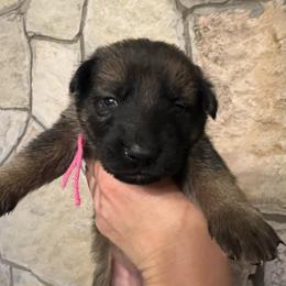 Lottie (pink) - Sable female German Shepherd puppy in Boerne, Texas from Sudenblick German Shepherds
