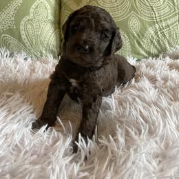 Red - Collar - Merle female Goldendoodle puppy in Fairmont, West Virginia from Mountainside Doodles, LLC