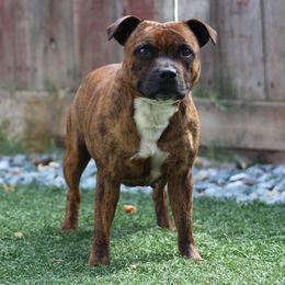 Day - Staffordshire Bull Terrier