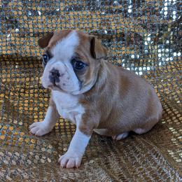 Delilah - Seal and white female Boston Terrier puppy in Perry, Oklahoma from Sitsler Bostons
