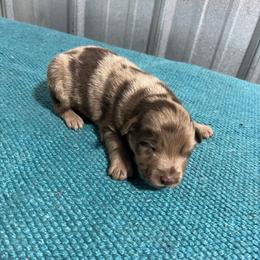 Bentley - Red merle male Australian Shepherd puppy in Whitwell, Tennessee from Owl Hollow Farm