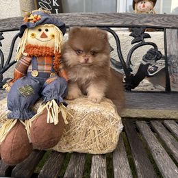 Canelo - Lavender male Pomeranian puppy in California from Pawsh Poms