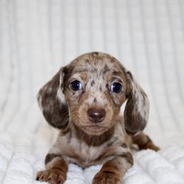 Chelsey (Super Tiny) - Dapple female Dachshund puppy in Fairfax, Iowa from Grayson’s Lovable Dachshunds