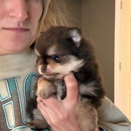Maple - Chocolate and tan female Pomeranian puppy in Success, Missouri from Sweet Success