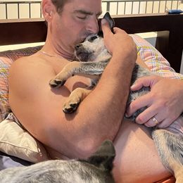 Australian Cattle Dog Puppies from Tin Roof Australian Cattle Dogs