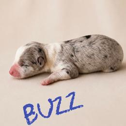 Buzz - Blue merle male Border Collie puppy in Sanger, California from Flying M Cactus Ranch Buddies