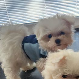 Prince - White male Maltese puppy in The Villages, Florida from My Precious Pups