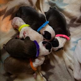 Boston Terrier puppies from Boston Luvs