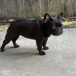 Hazel - French Bulldog