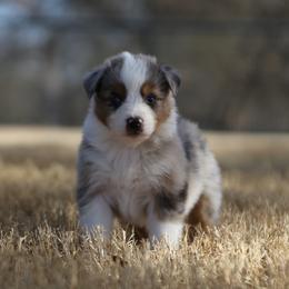 Cuba - Blue merle male Australian Shepherd puppy in Weatherford, Texas from Ridgestar Aussies