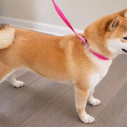 Amiko - Shiba Inu
