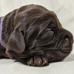 Australian Labradoodle Puppies from Llewellyn's Grove Labradoodles