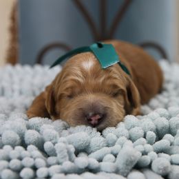 Australian Labradoodle Puppies from Cotton Creek Labradoodles
