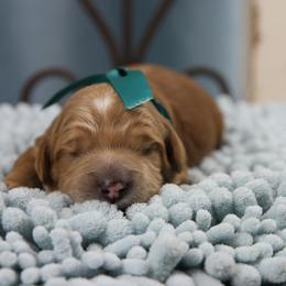 Australian Labradoodle Puppies from Cotton Creek Labradoodles