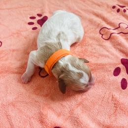 Girl 2 - female Cavapoo puppy in Avon, Indiana from Puppylove for Doodles