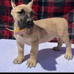 Perro de Presa Canario Puppies from Mesquite Creek Kennels