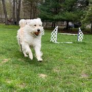 Toby - Barbado da Terceira