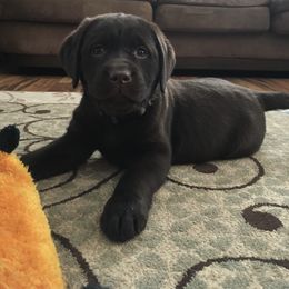 Labrador Retriever Puppies from Odie Acres Labradors