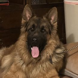 Riot - German Shepherd