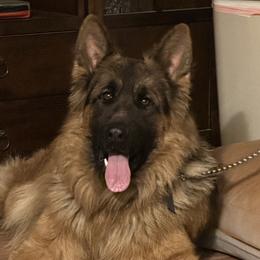 Riot - German Shepherd