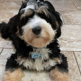 Brie - Bernedoodle