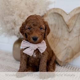 Eeyore - Red  male Goldendoodle puppy in Roanoke Rapids, North Carolina from Sweeter than Honey Doodles