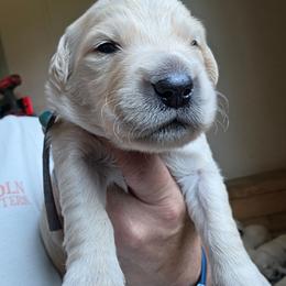 Gray - Connor - Golden male Golden Retriever puppy in Lucasville, Ohio from Halo Kennels