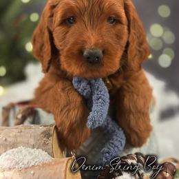 Bernedoodle, Goldendoodle, Golden Retriever, and Poodle Puppies from Red String Farmstead
