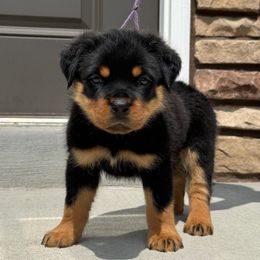 Purple Boy - Black and mahogany male Rottweiler puppy in Brandenburg, Kentucky from Boss Rottweiler Haus