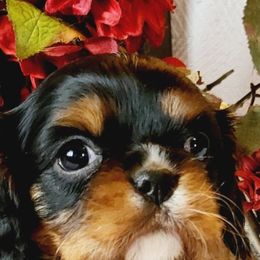 Cavalier King Charles Spaniel Puppies from Puppyloversplace