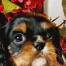 Cavalier King Charles Spaniel Puppies from Puppyloversplace