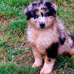 Knox - Blue merle male Australian Shepherd puppy in Mineral Wells, Texas from A6 Australian Shepards