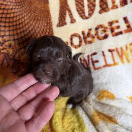 Goldendoodle and Havapoo Puppies from Poodle an Doodles 3:16