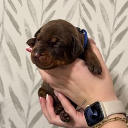 Boy 2 - Doberman Pinscher puppy from Imperium Dobermann Kennel