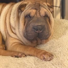 Chow - Red fawn male Chinese Shar-Pei puppy in Fairfield, Texas from Majesty SharPei