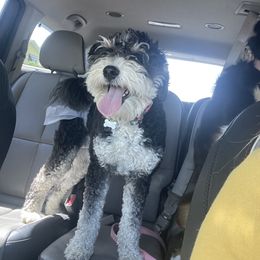 Aspen - Bernedoodle