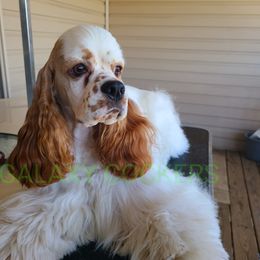 Sailor - Cocker Spaniel