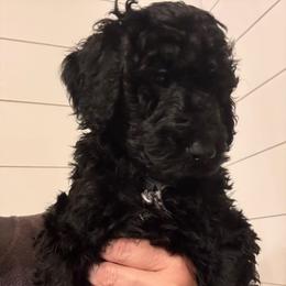 Maroon Boy (Harry) - Black and white male Bernedoodle puppy in Moulton, Alabama from Triple W Doodles